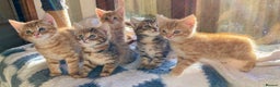 Mixed Breed cats for sale: Gorgeous Ginger And Tortoiseshell Female Kittens - Advert 20