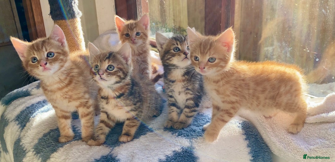 Mixed Breed cats for sale: Gorgeous Ginger And Tortoiseshell Female Kittens - Advert 20
