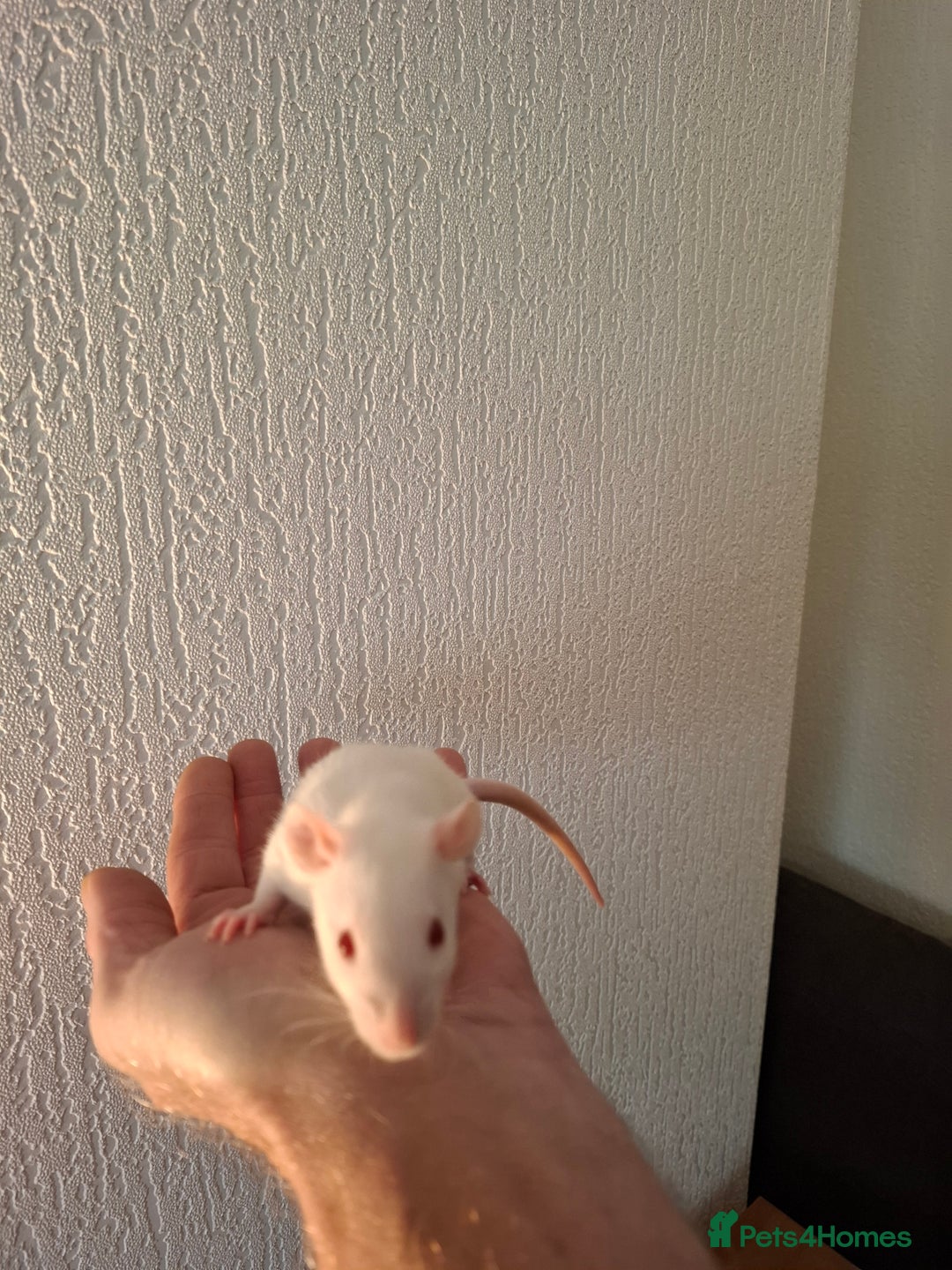 Rat rodents for sale: BABY RATS  - Advert 2