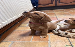 Mixed Breed dogs for sale: BEAUTIFUL GOLDEN BEAGADOR PUPPIES! - Advert 19