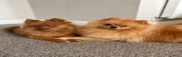 Pomeranian dogs for sale: Miniature Pomeranian Puppys in Redditch - Advert 24