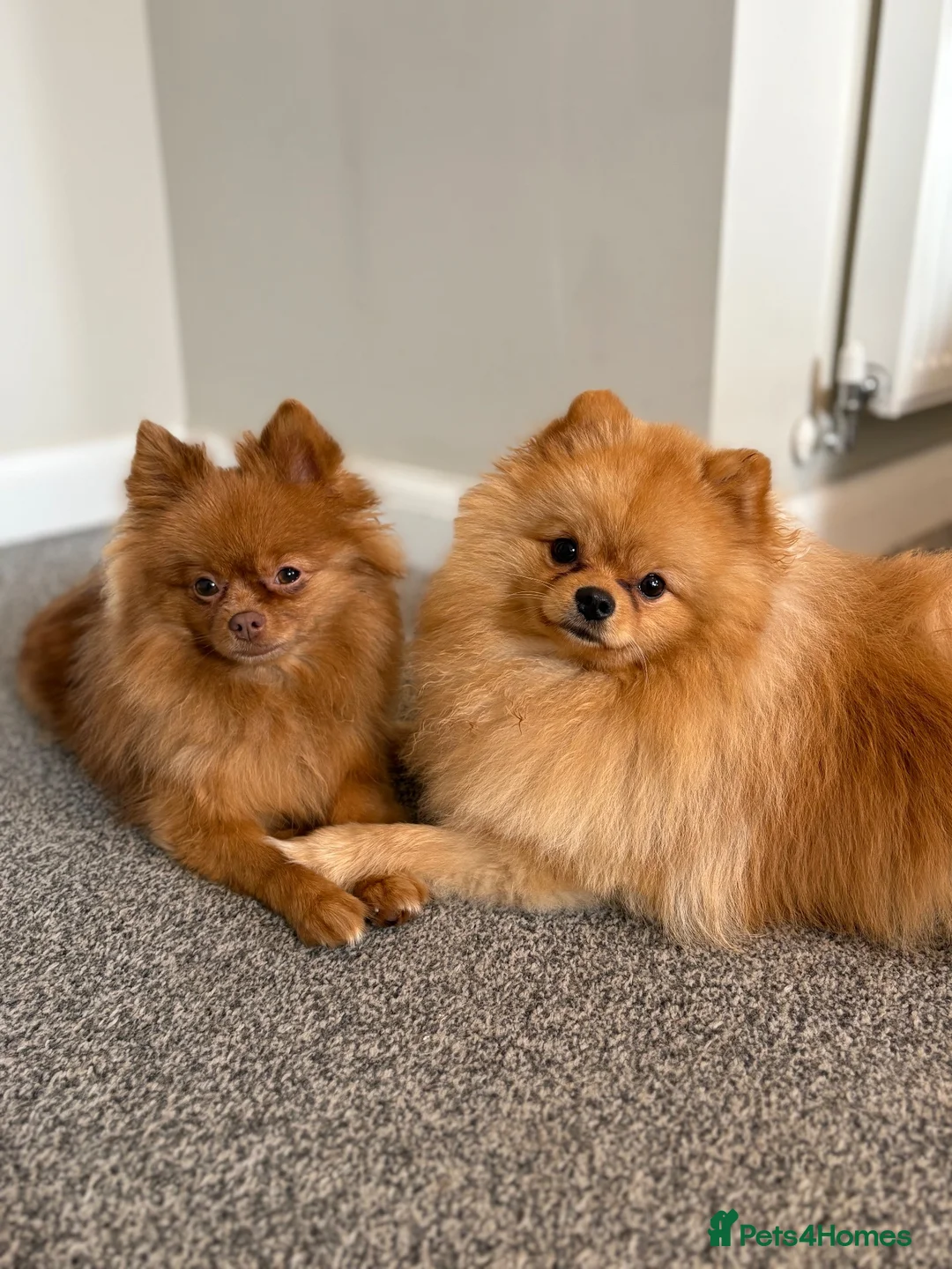 Pomeranian dogs for sale: Miniature Pomeranian Puppys in Redditch - Advert 24