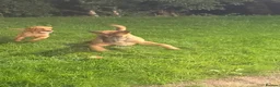 Labrador Retriever dogs for sale: Kennaspire echo wave  - Advert 5