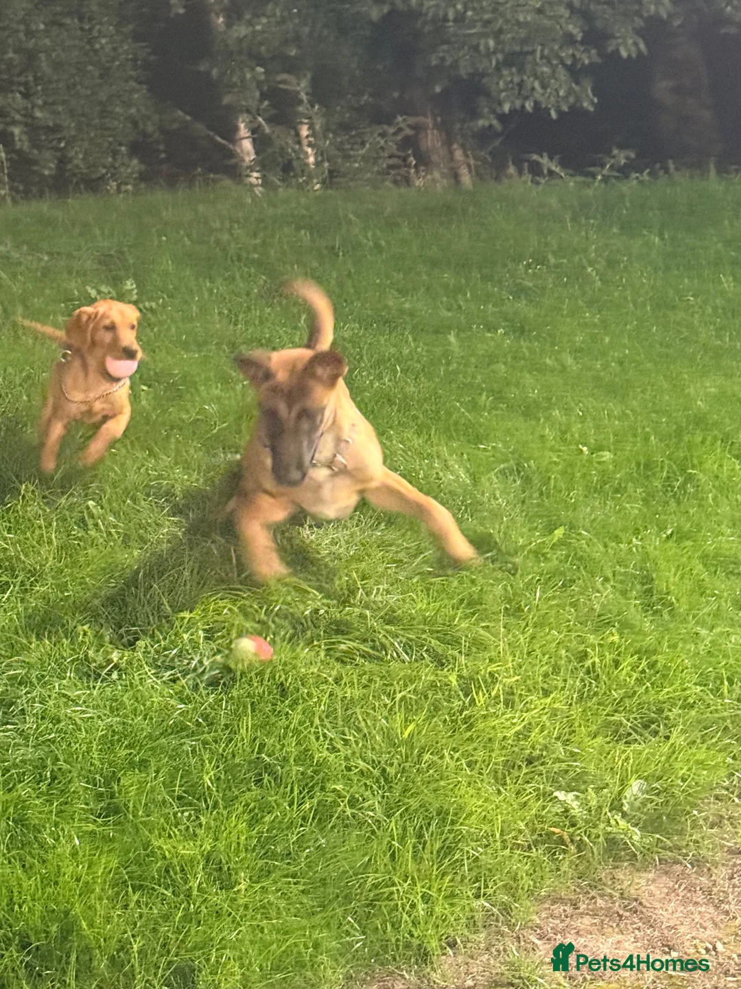 Labrador Retriever dogs for sale: Kennaspire echo wave  - Advert 5