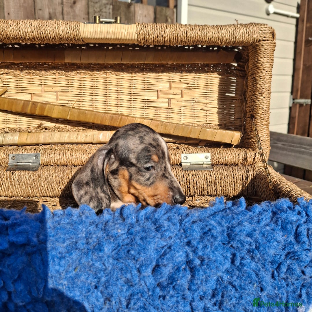 Dachshund dogs for sale: Minature Dachshund puppy,s - Image 9