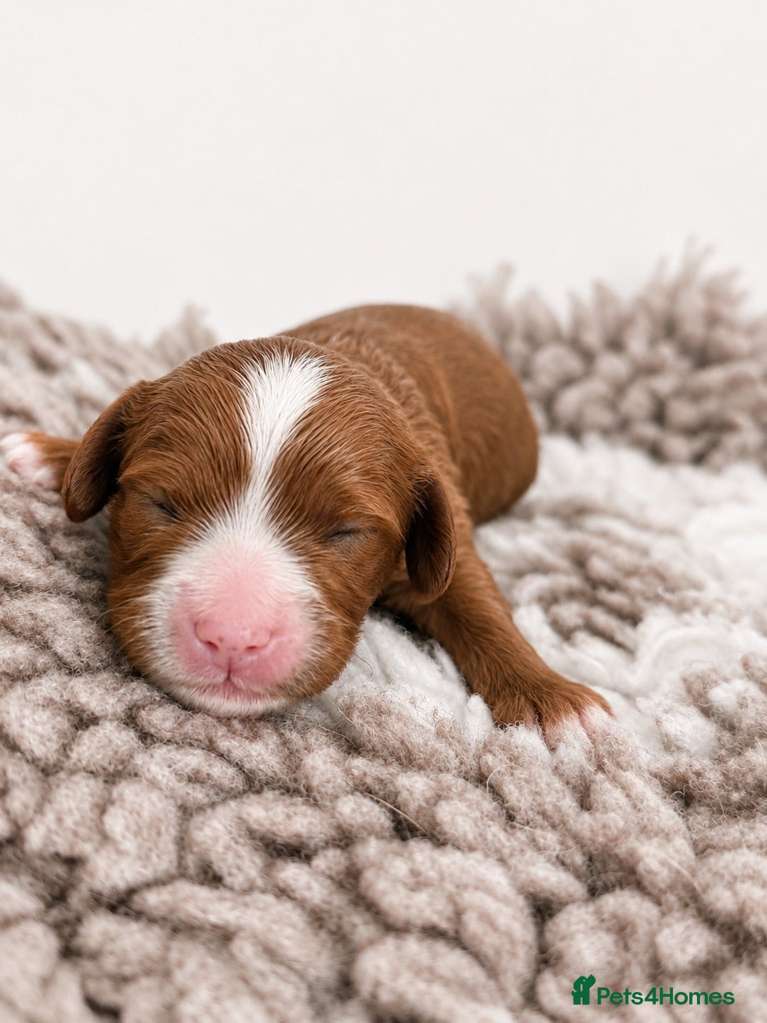 Cavapoo dogs 🧸F1  cavapoos – Ethical Licensed Breeder🧸 - Advert 2