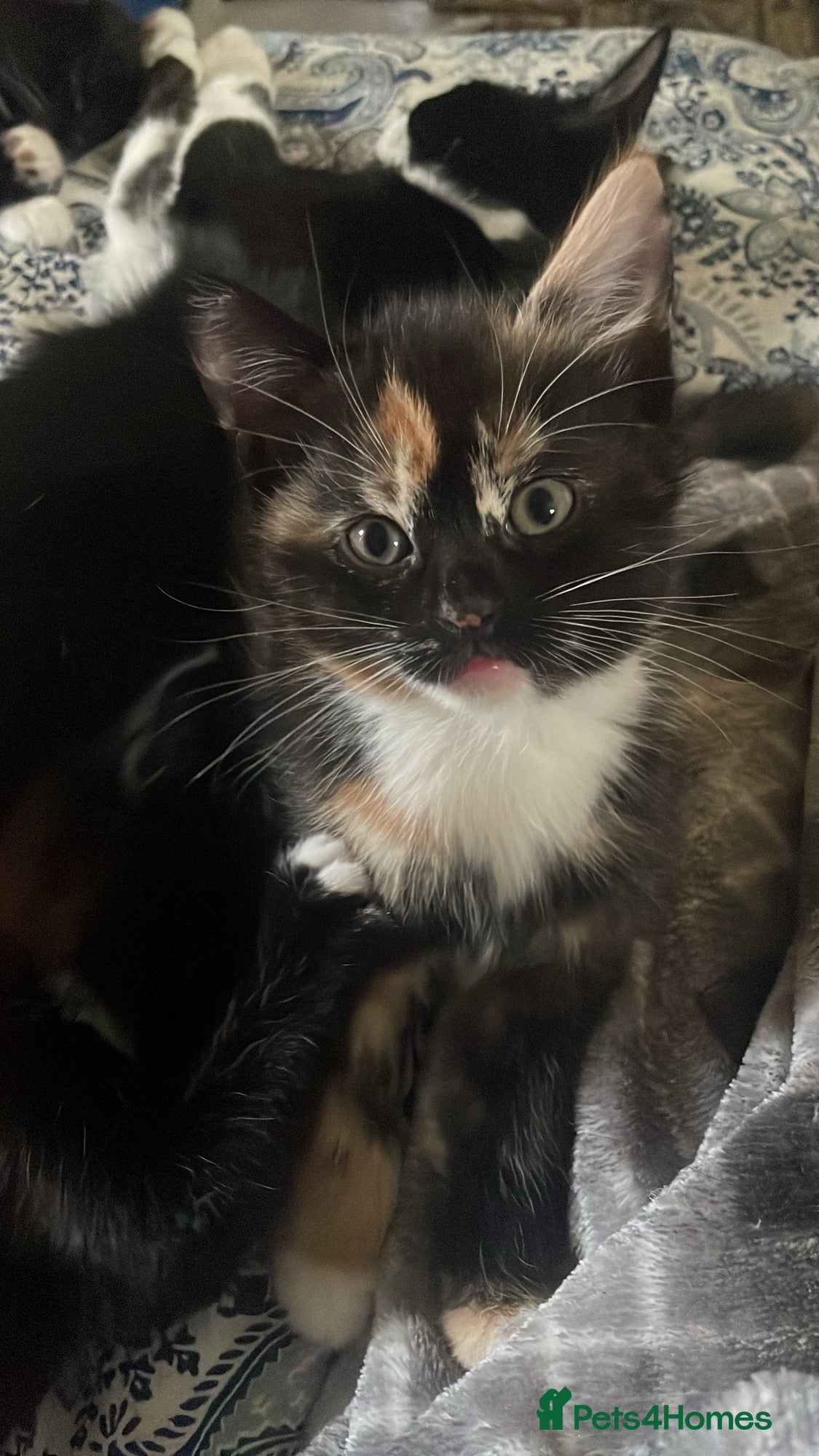 Domestic Shorthair cats 4 medium/longhair kittens,3 tuxedo 1 tortoiseshell - Advert 19