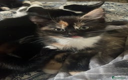 Domestic Shorthair cats for sale: 4 medium/longhair kittens,3 tuxedo 1 tortoiseshell - Advert 1