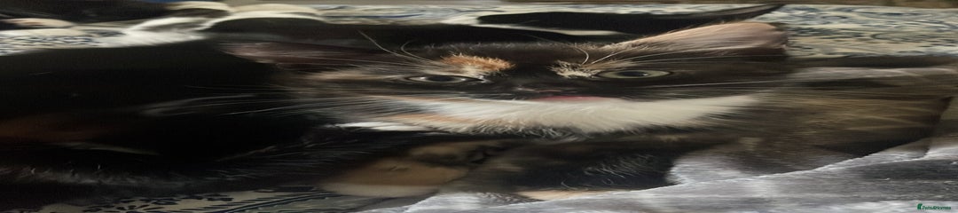 Domestic Shorthair Kitten 1