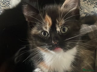 Domestic Shorthair cats for sale: 4 medium/longhair kittens,3 tuxedo 1 tortoiseshell - Advert 1