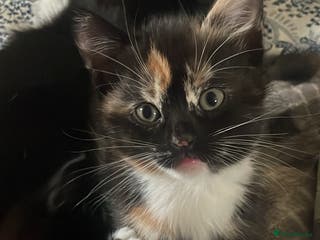 Domestic Shorthair cats 4 medium/longhair kittens,3 tuxedo 1 tortoiseshell - Advert 9