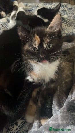 Domestic Shorthair cats 4 medium/longhair kittens,3 tuxedo 1 tortoiseshell - Advert 1