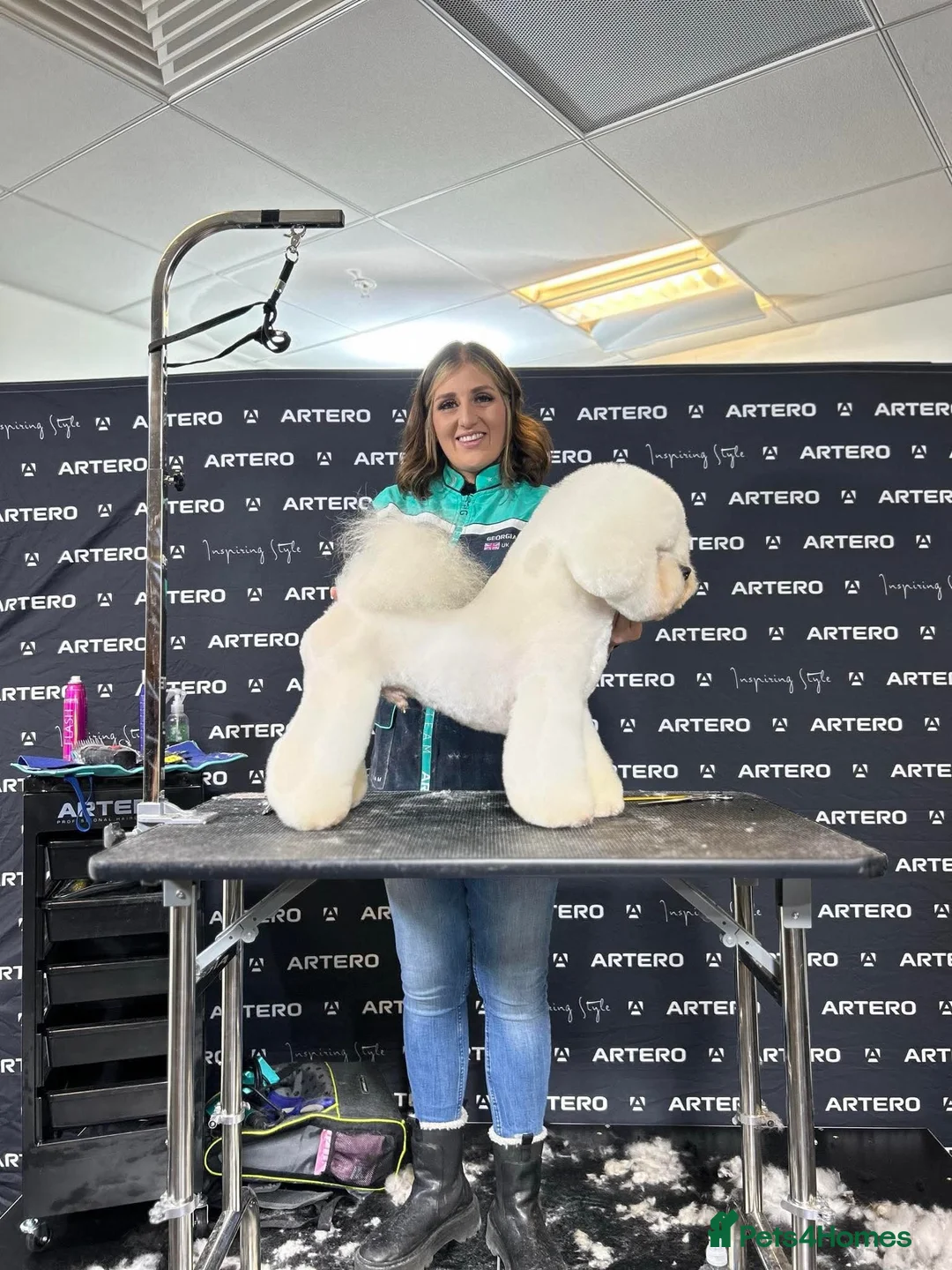 Mixed Breed dogs for sale: Beautiful Lhasa-Chon puppies. - Advert 37