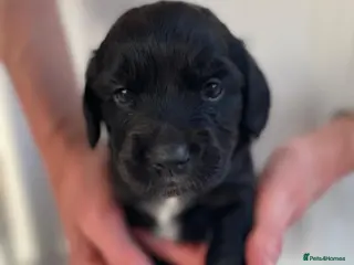 Sprocker dogs Beautiful Sprocker puppies - Advert 1