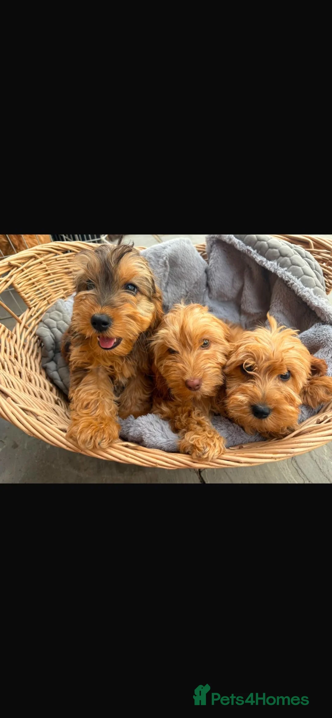 Cockapoo dogs for sale: Cockapoo puppy’s f1 in Tonbridge - Advert 11