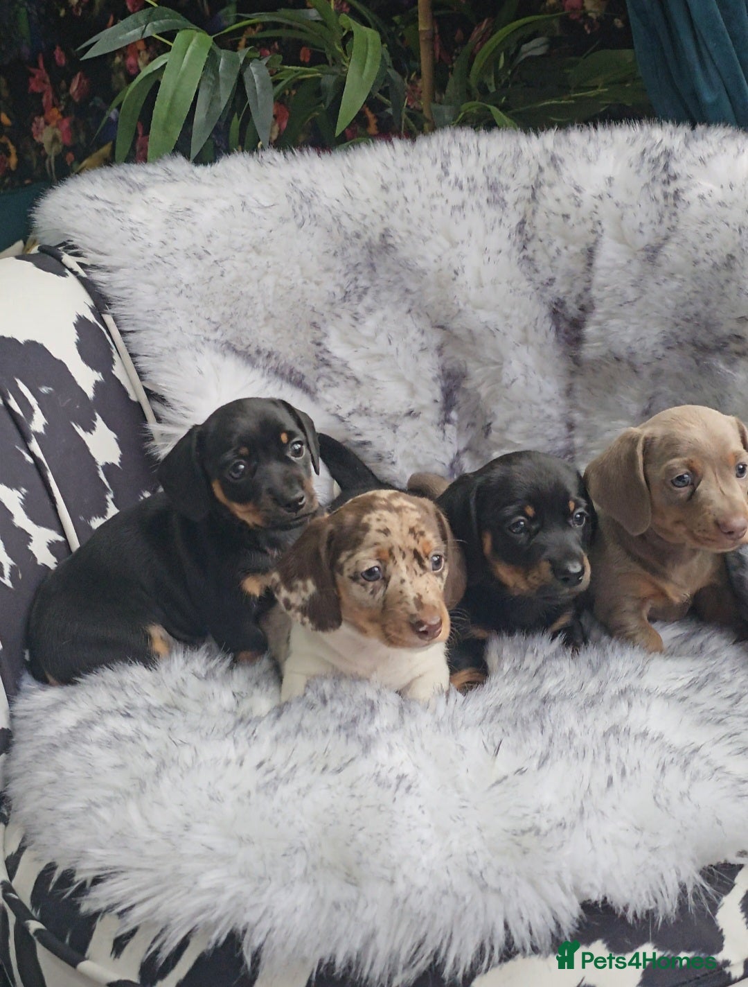 Miniature Dachshund dogs for sale: Miniature Smooth Dachshund Puppies  - Image 17