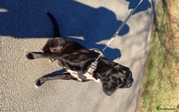 Mixed Breed dogs for adoption: Meet SHEAMUS - a handsome boy for a confident Home - Image 15
