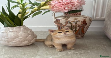 Scottish Fold cats Scotch straight kittens  - Advert 9