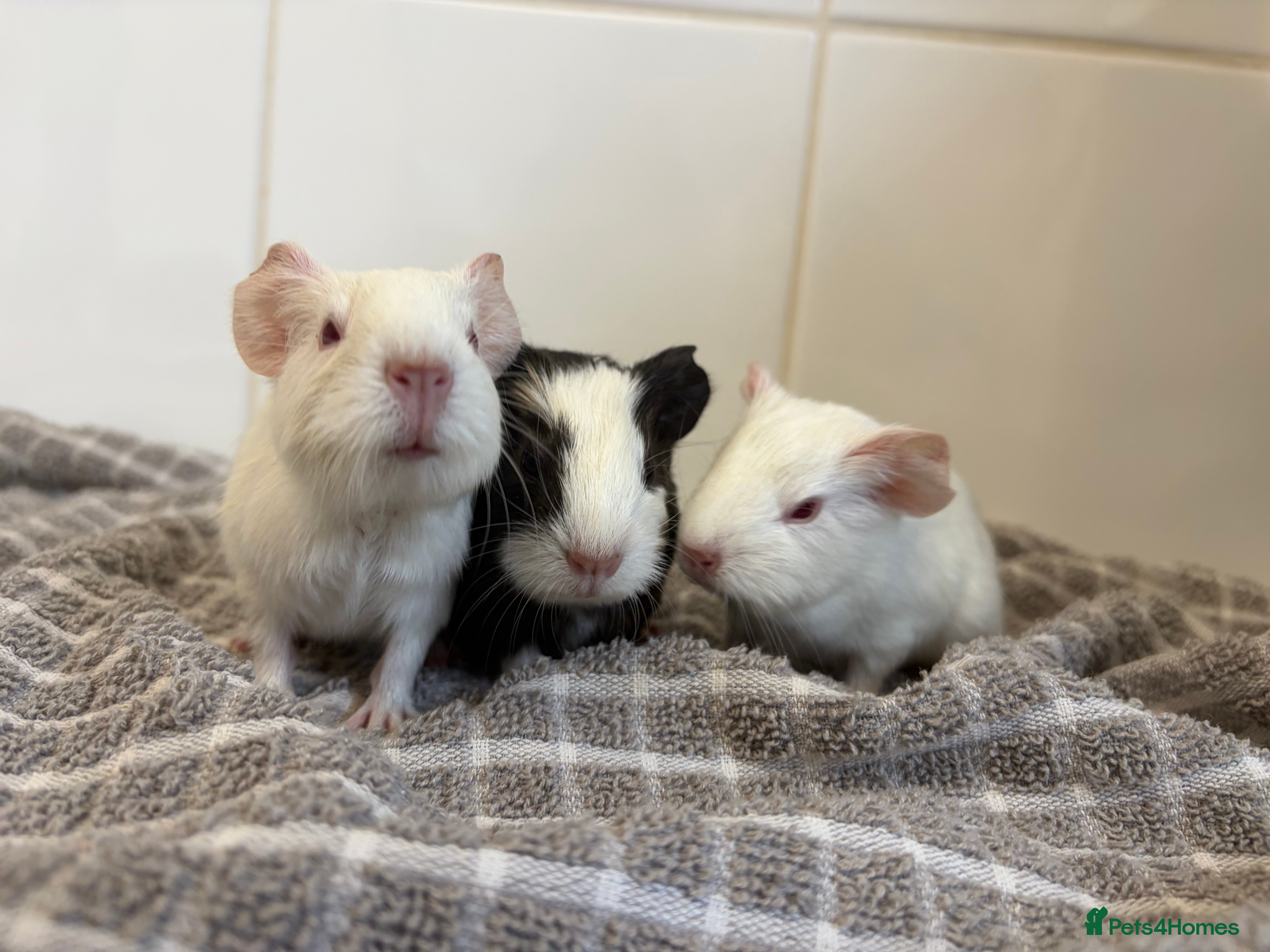 Guinea Pig rodents 2 Male Guinea Pigs - Advert 10