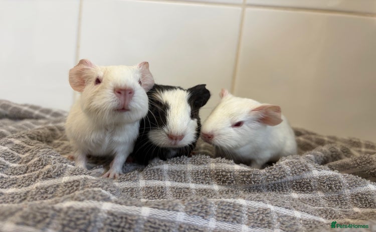 Guinea Pig rodents 2 Male Guinea Pigs - Advert 1