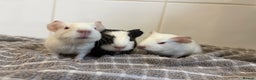 Guinea Pig rodents for sale: 2 Male Guinea Pigs - Advert 1