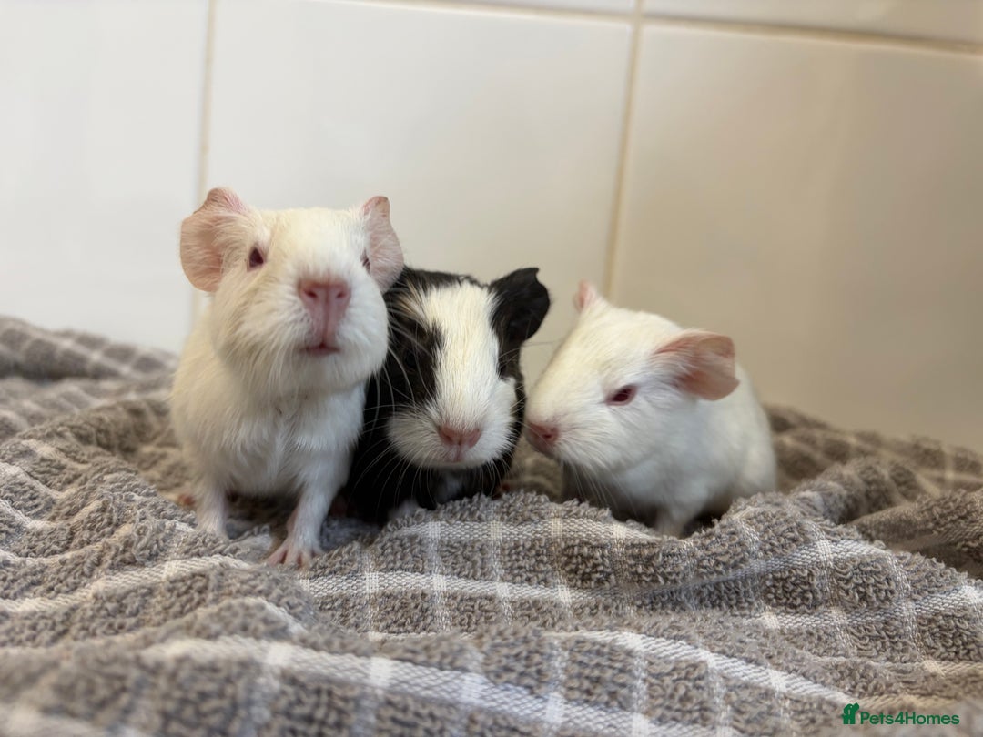 Guinea Pig rodents for sale: 2 Male Guinea Pigs - Advert 1