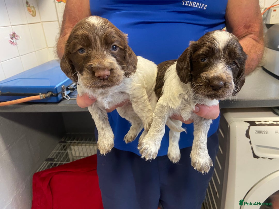 Cocker Spaniel dogs for sale: Cocker Spaniel - Image 4