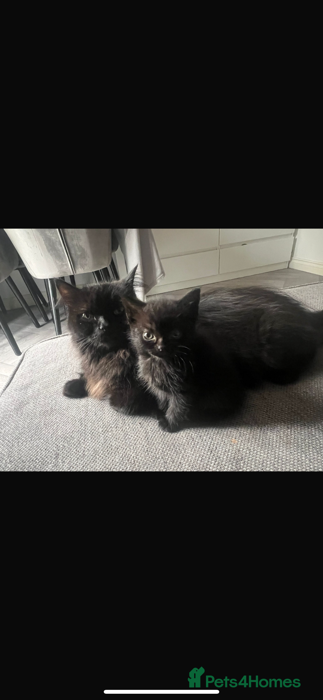 Mixed Breed cats for sale: Kittens for sale  - Image 8