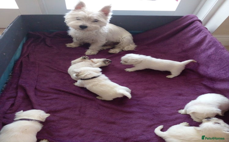 West Highland Terrier dogs - Advert 1