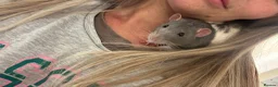 Rat rodents for sale: Two male rats, very friendly!  - Advert 4