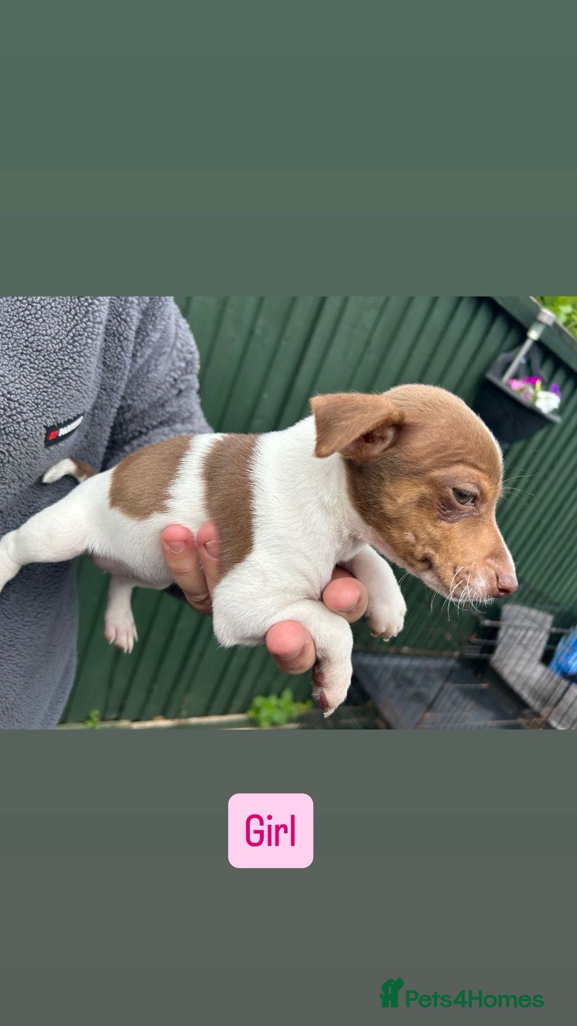 Jack Russell dogs for sale: Jack Russell puppies  in Oxford - Advert 8