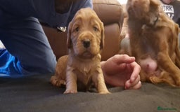 Cocker Spaniel dogs for sale: Cocker spaniel puppies - Image 24