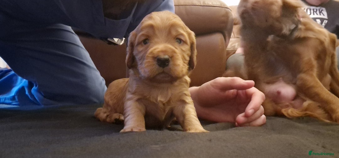 Cocker Spaniel dogs for sale: Cocker spaniel puppies - Image 24