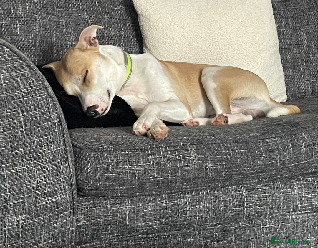 Mixed Breed dogs for sale: Mixed breed boy  - Image 3