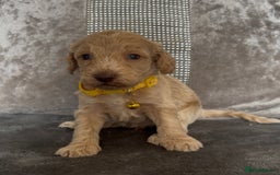 Cockapoo dogs for sale: stunning cockapoo puppies  - Image 15