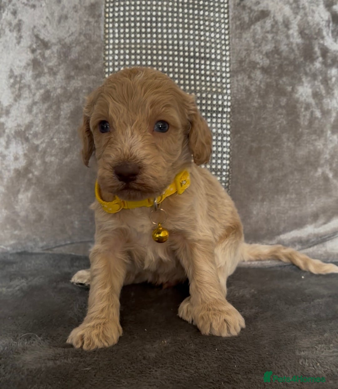 Cockapoo dogs for sale: stunning cockapoo puppies  - Image 15