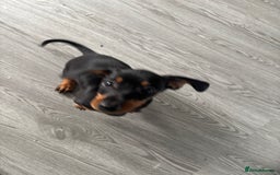 Dachshund dogs for sale: Dacshund girl  - Image 3