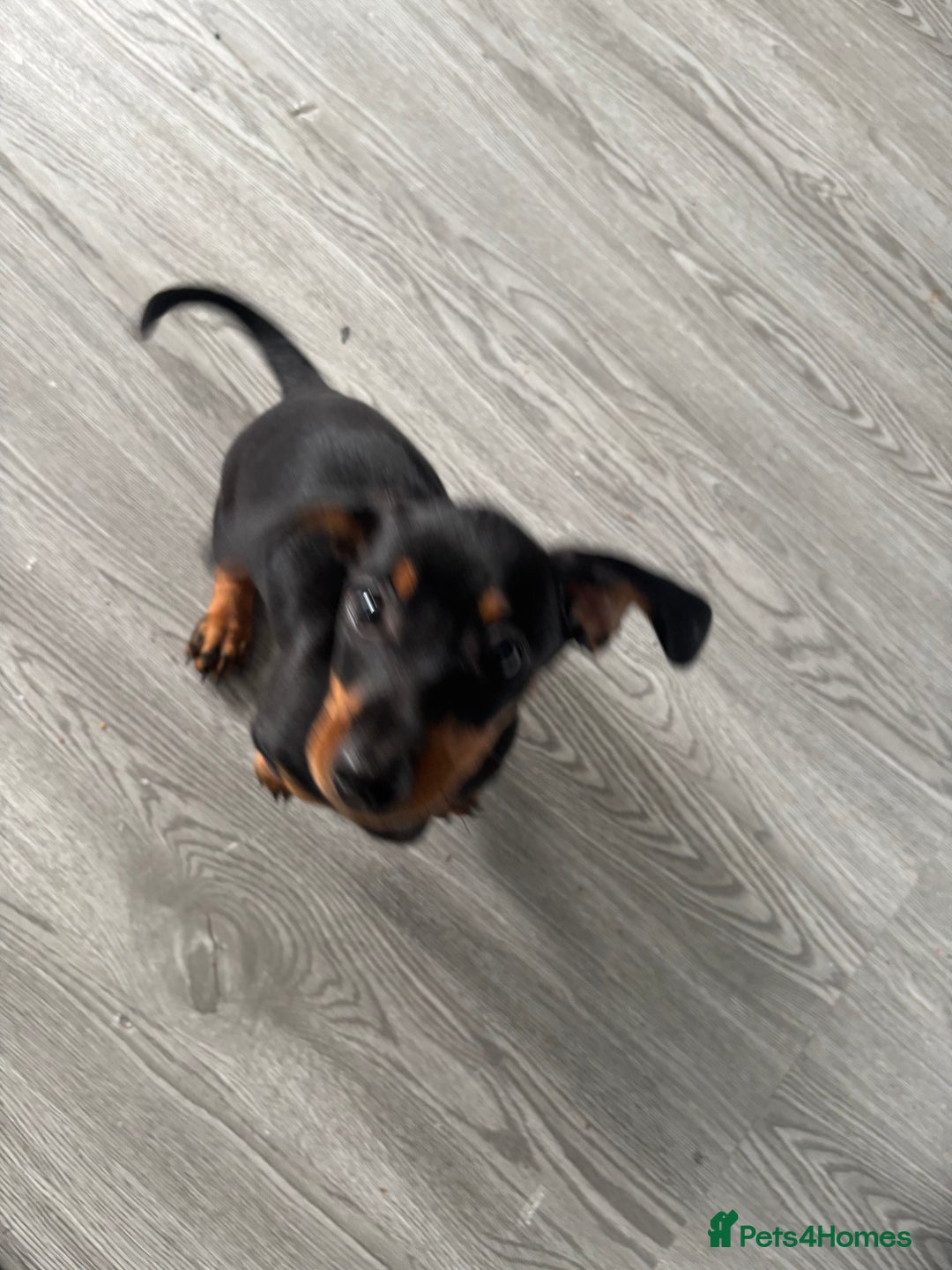 Dachshund dogs for sale: Dacshund girl  - Image 3