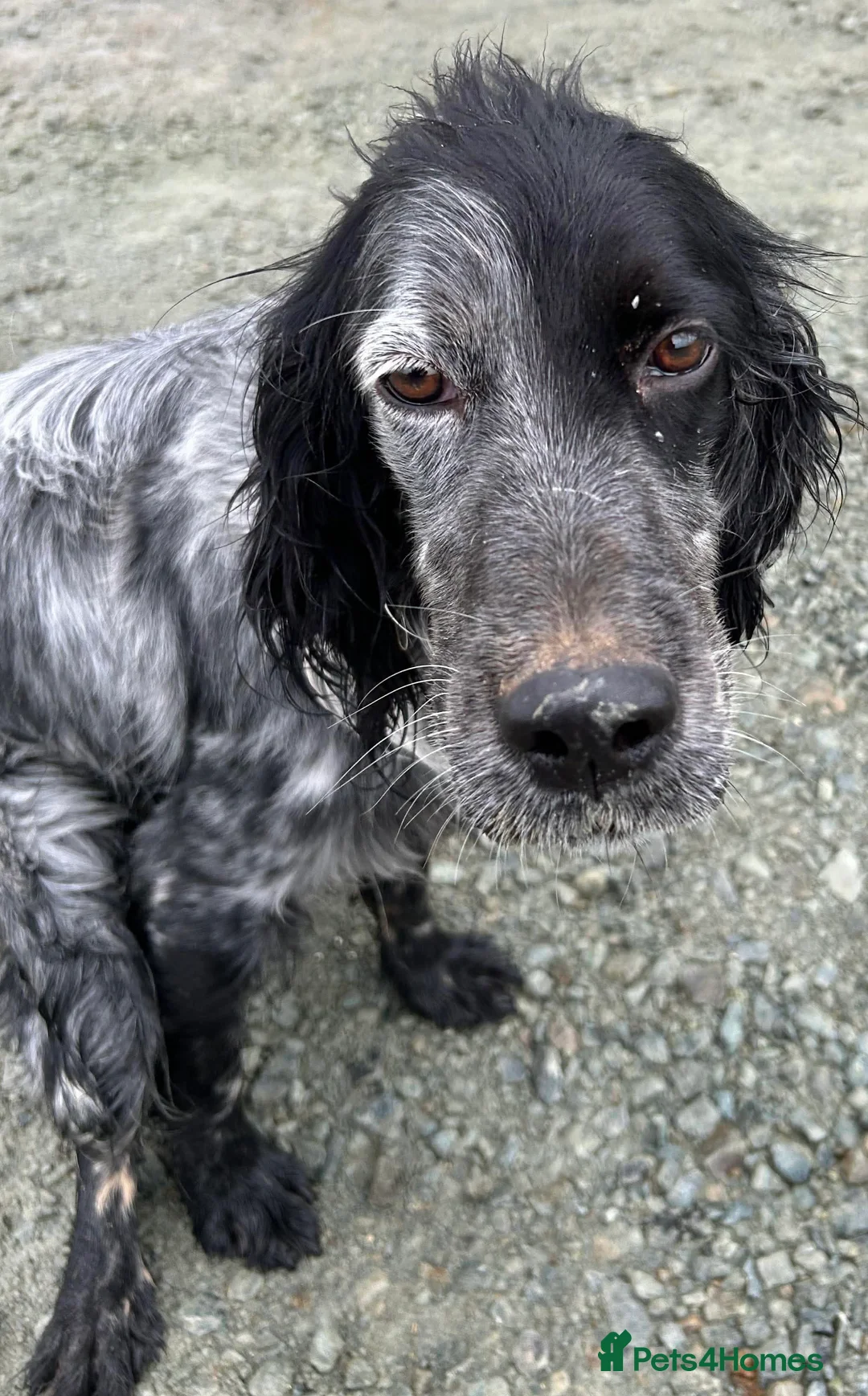 English Setter dogs for adoption: Enzo needs a loving home  - Advert 2