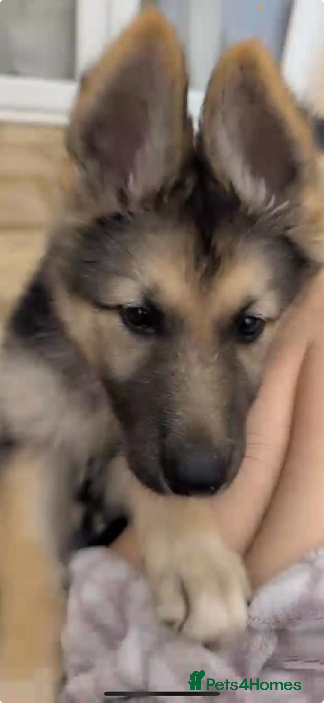 Shepsky dogs for sale: Shepski puppies in Liverpool - Image 2