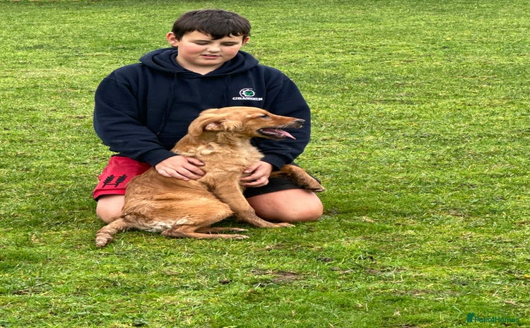 Golden Retriever dogs - Advert 2