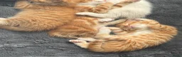 Mixed Breed cats for sale: 5 MIXED KITTENS  - Advert 2