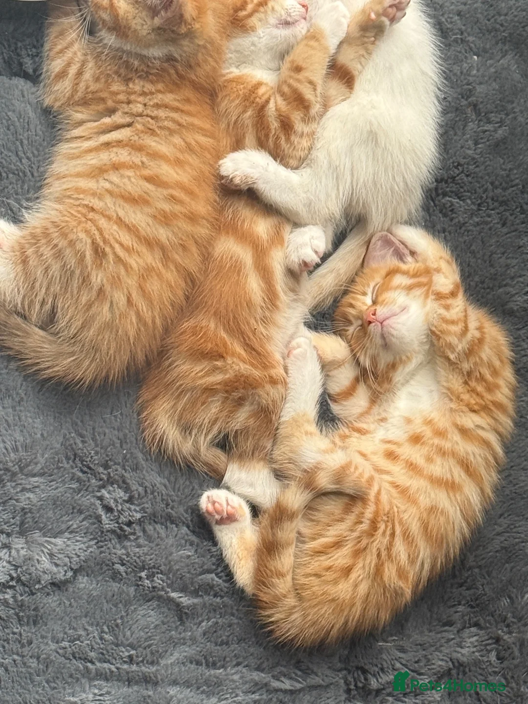Mixed Breed cats for sale: 5 MIXED KITTENS  - Advert 2
