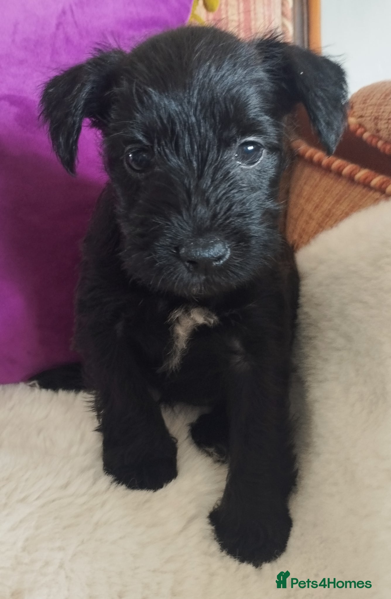 Miniature Schnauzer dogs for sale: Stunning Mini Schnauzers - Advert 9