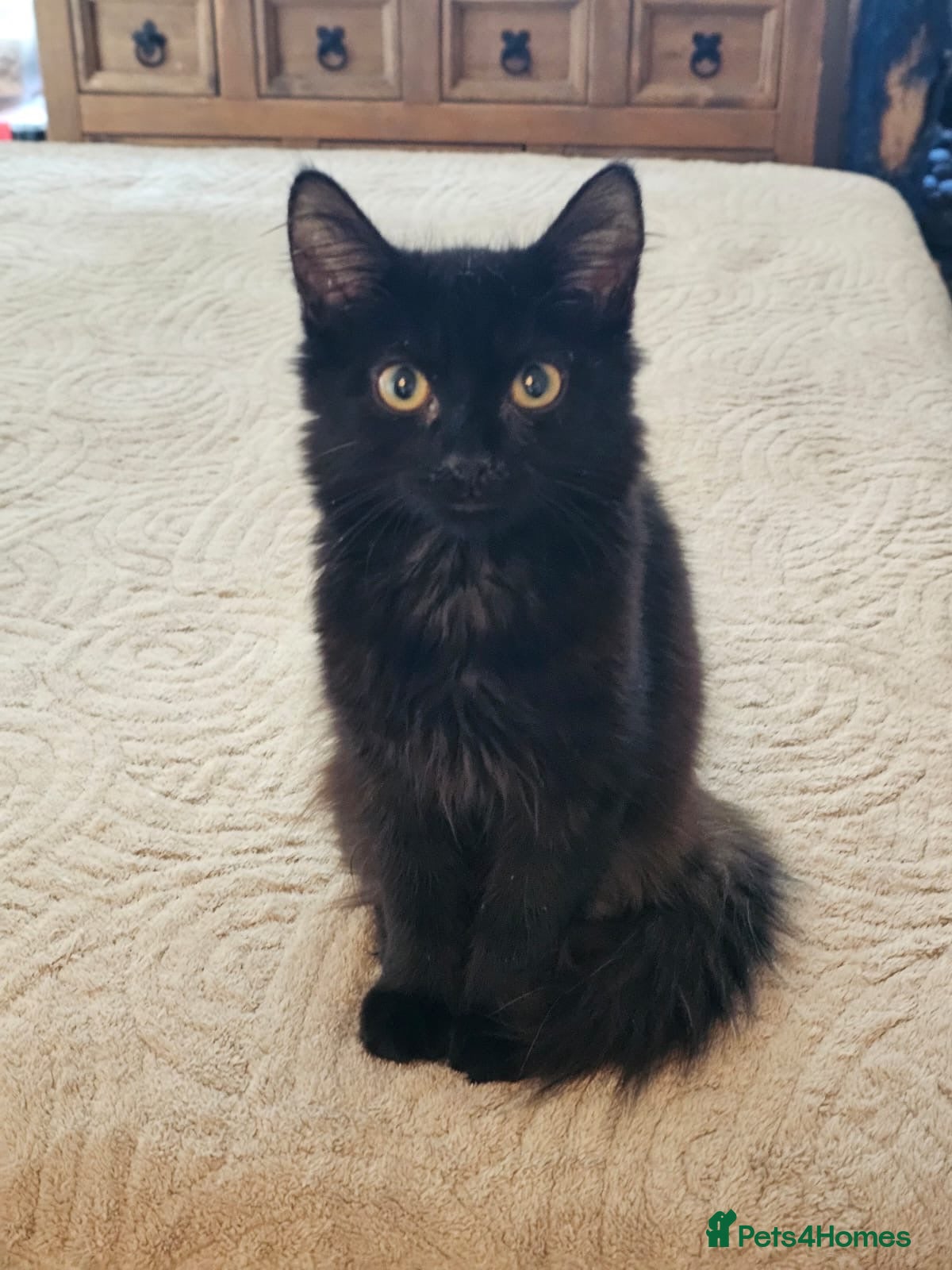 Domestic Shorthair cats Fluffy back rescue kitten needs her own home - Advert 1