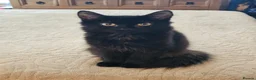 Domestic Shorthair cats for adoption: Fluffy back rescue kitten needs her own home - Advert 1