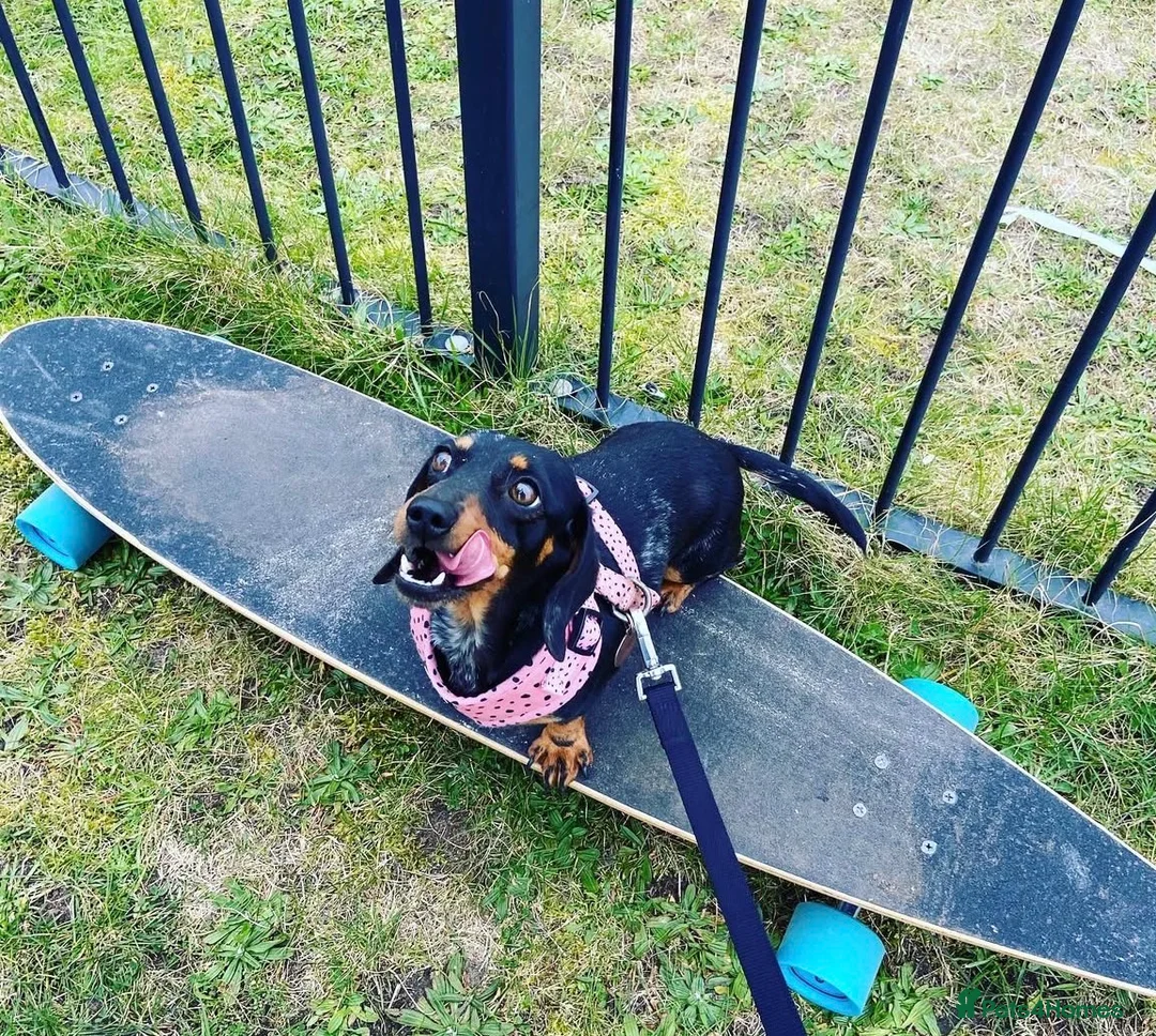 Mixed Breed dogs for sale: Miniature dachshund & French bulldog for rehoming  - Advert 8