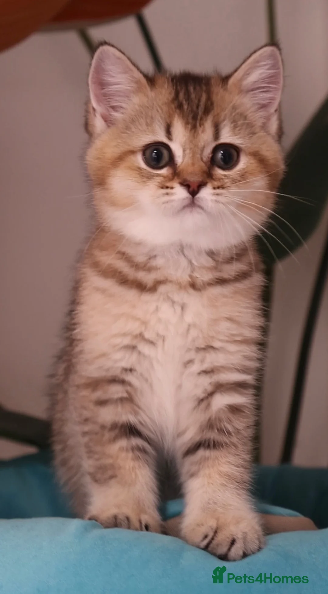 British Shorthair cats for sale: ✨ Ready now Golden and Silver British Shorthair ❗️ in Upminster - Advert 2