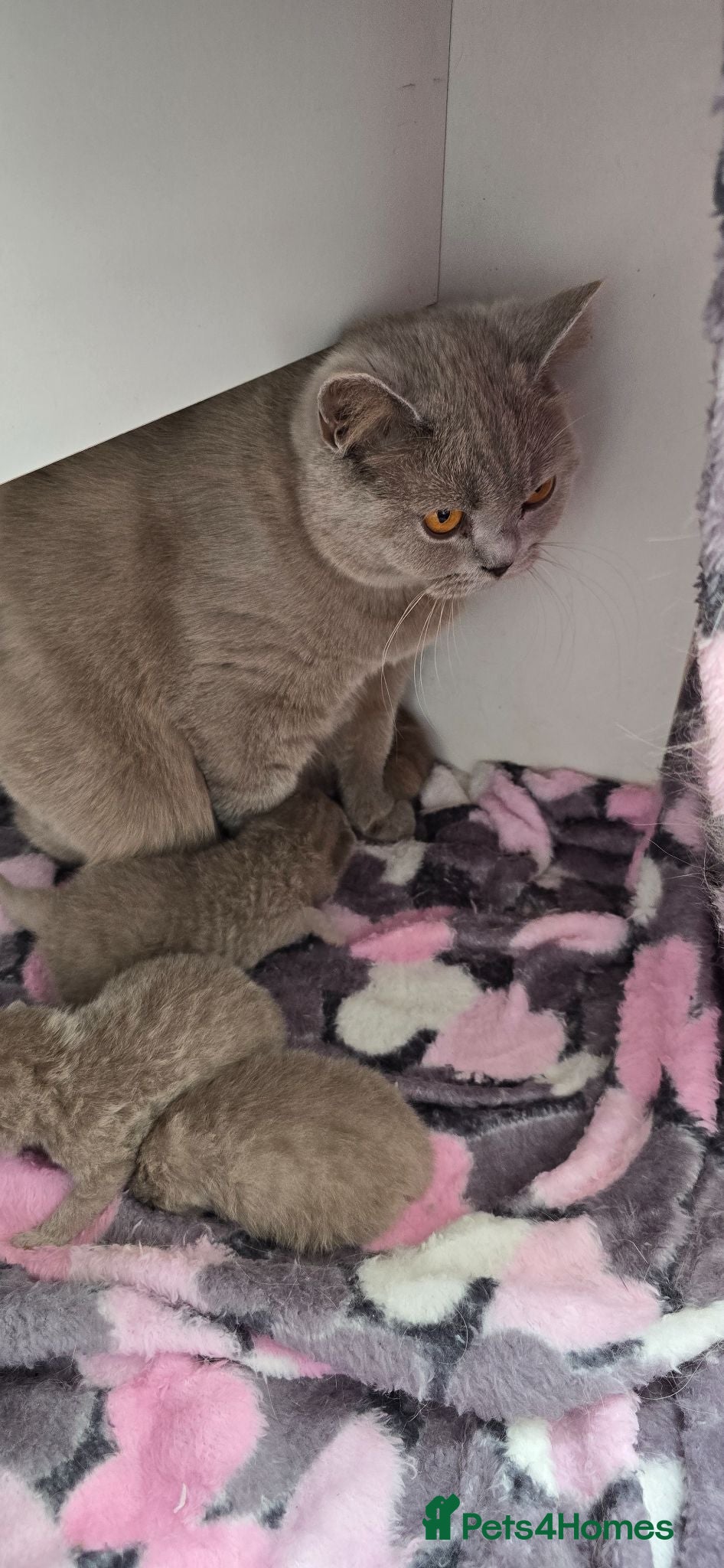 British Shorthair cats GCCF REGISTERED LILAC BRITISH SHORTHAIR  - Advert 2