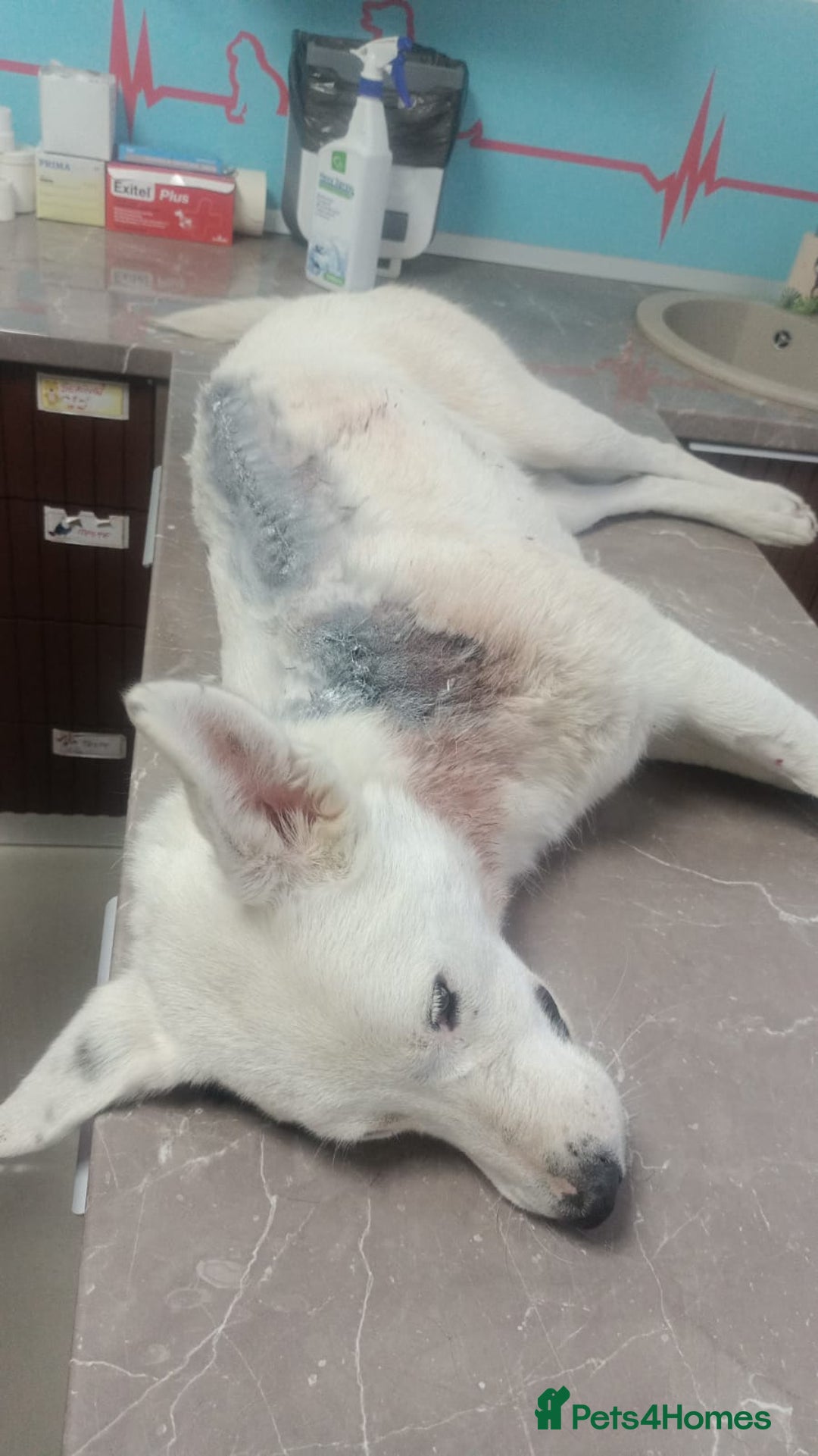 Mixed Breed dogs for adoption: 🌸 MEET BIANCA - a Gentle Girl for a Loving Family - Advert 8